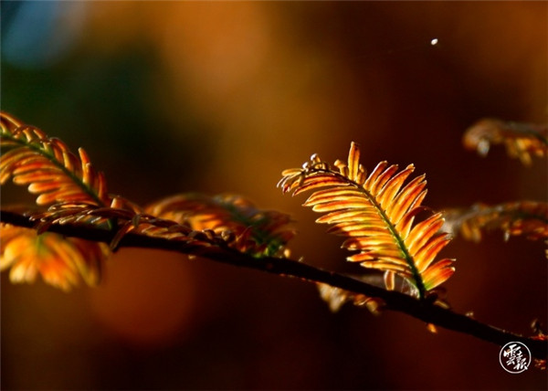 层林尽染 安宁校园美如画