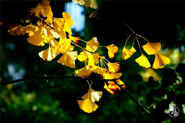 层林尽染 安宁校园美如画