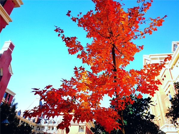 层林尽染 安宁校园美如画