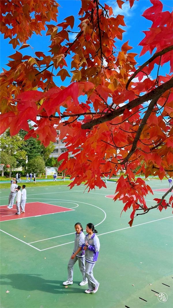 层林尽染 安宁校园美如画