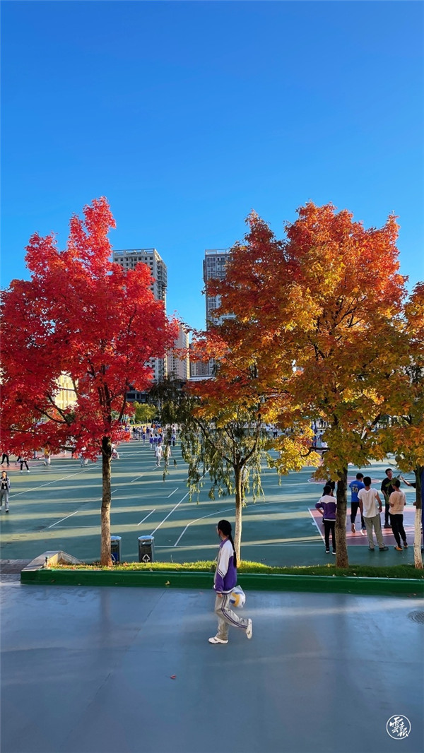 层林尽染 安宁校园美如画