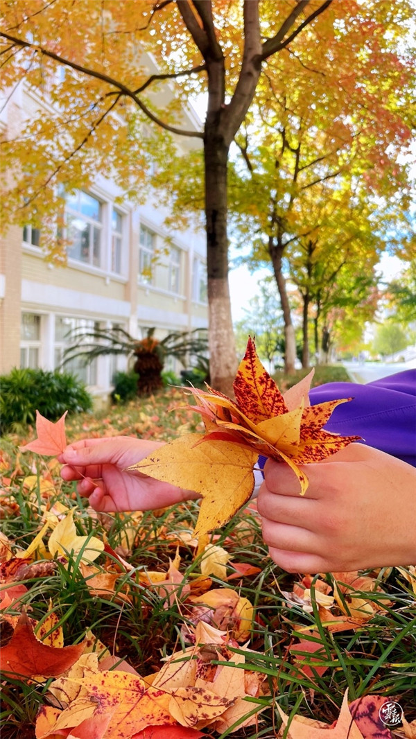 层林尽染 安宁校园美如画