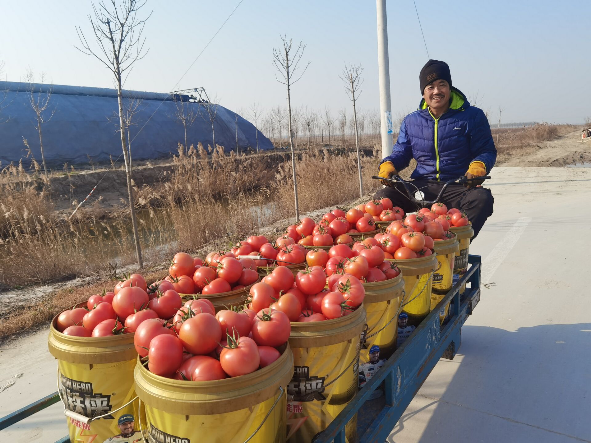 棚内种菜，棚前养虾，洼地种藕和水稻，寿光双王城盐碱地上种出新花样