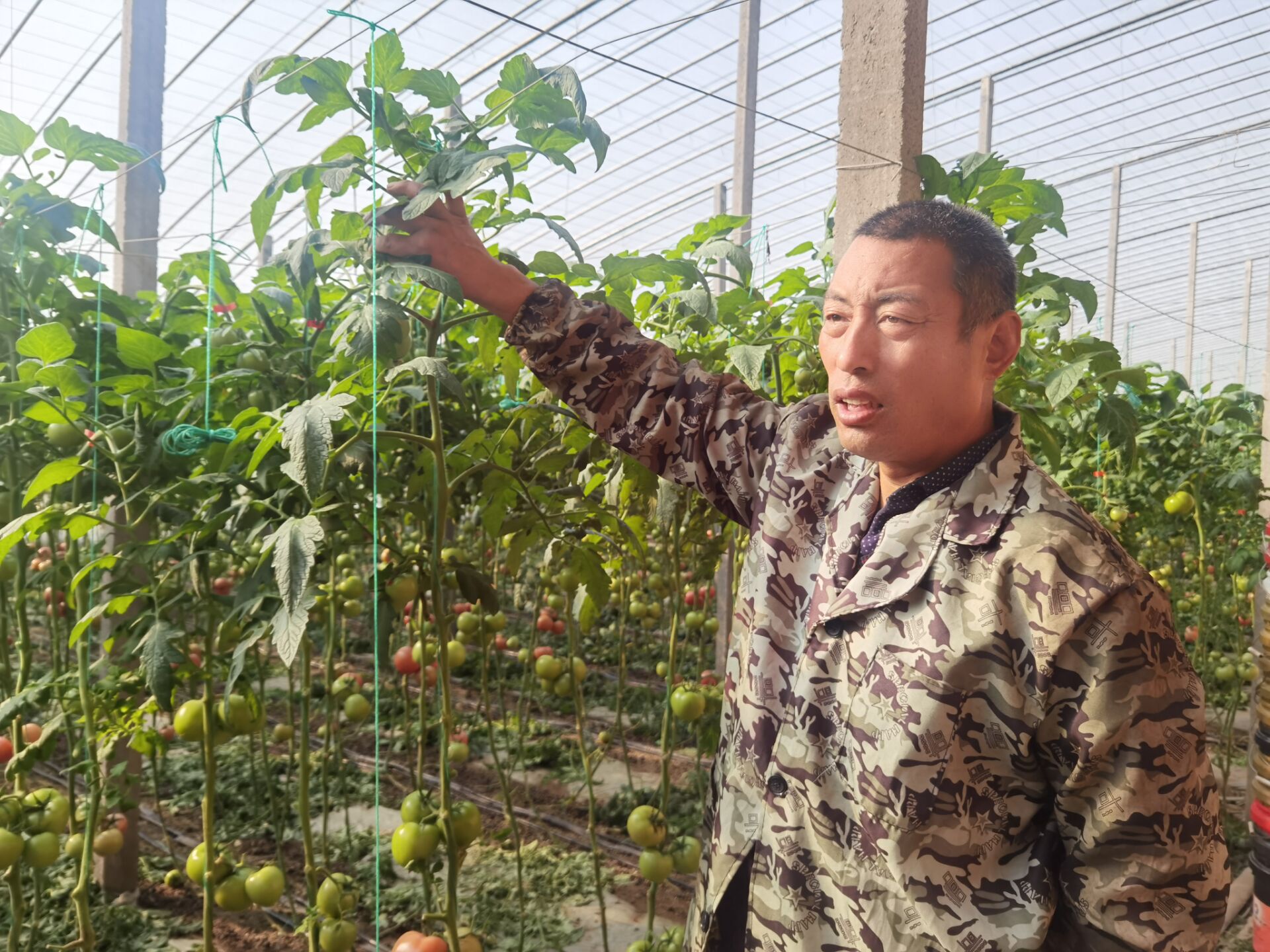 棚内种菜，棚前养虾，洼地种藕和水稻，寿光双王城盐碱地上种出新花样