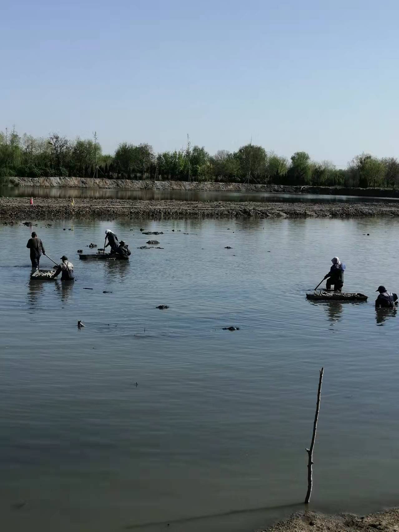 棚内种菜，棚前养虾，洼地种藕和水稻，寿光双王城盐碱地上种出新花样