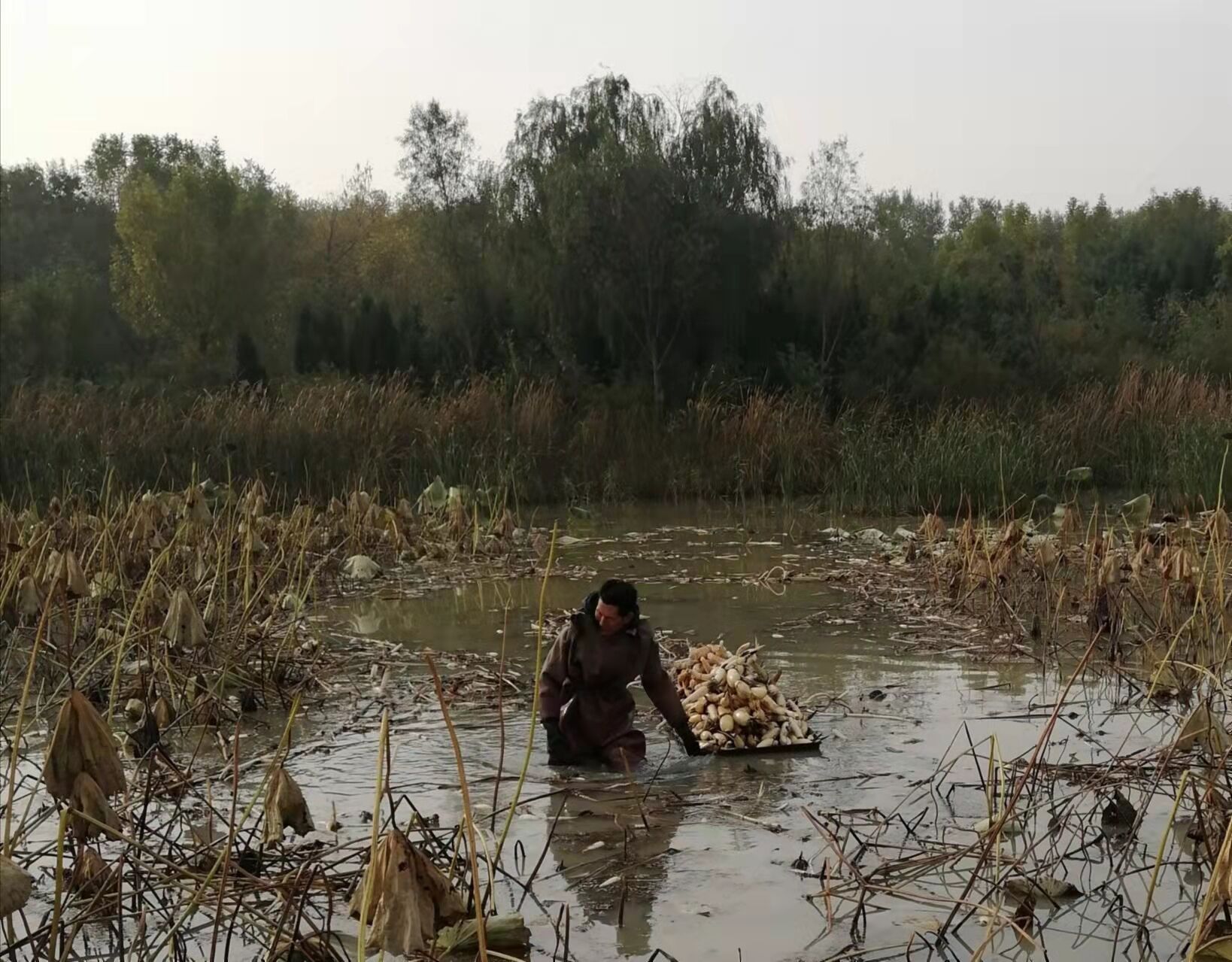 棚内种菜，棚前养虾，洼地种藕和水稻，寿光双王城盐碱地上种出新花样