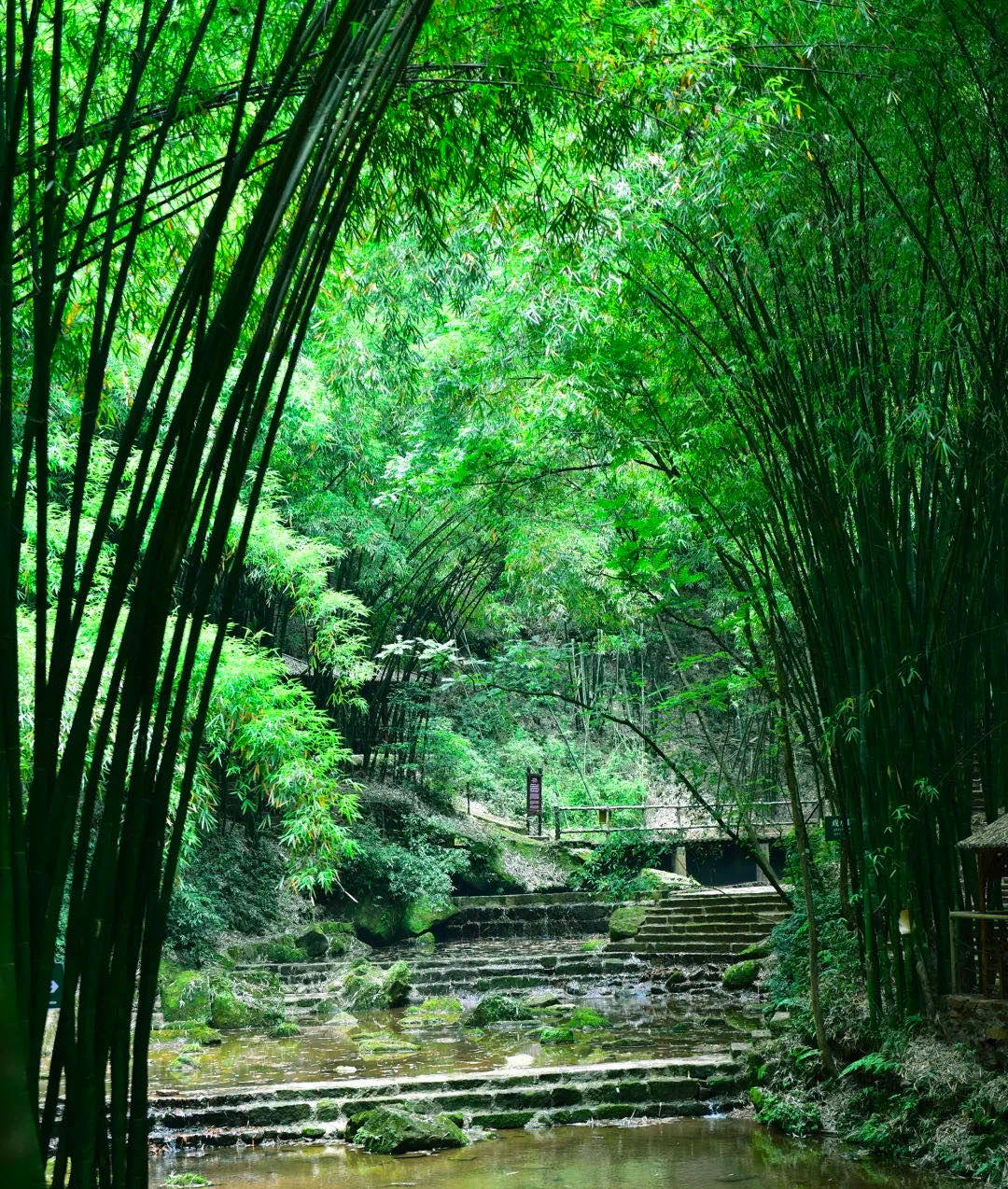 四川春天使用说明，唤醒你的五官共赴春日盛宴！