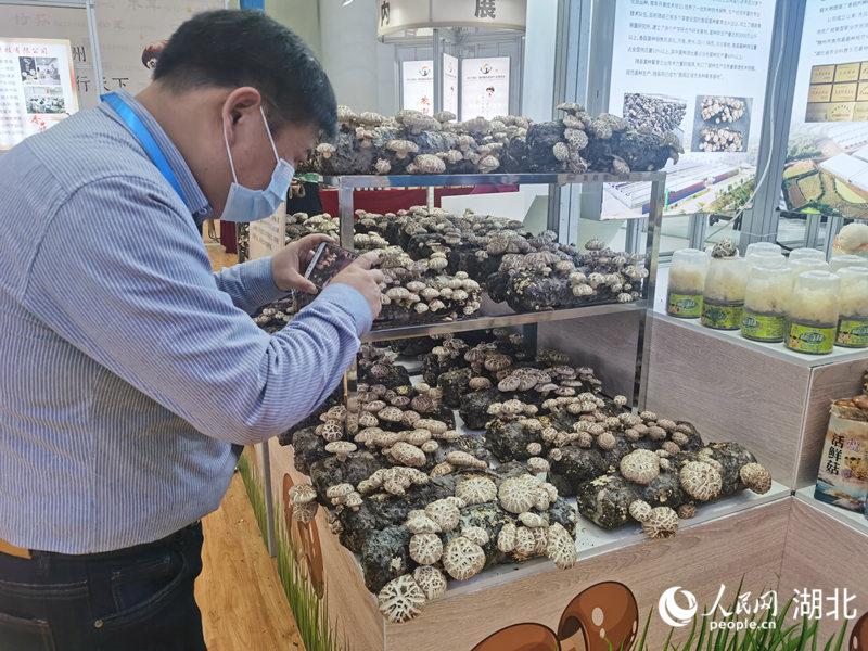 湖北隨州香菇成“致富菇” 從業(yè)30萬(wàn)人年產(chǎn)值300億