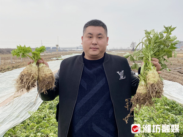 壽光小伙以“芹”致富，他種的根芹兩棵賣68元