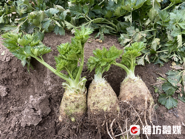 壽光小伙以“芹”致富，他種的根芹兩棵賣68元