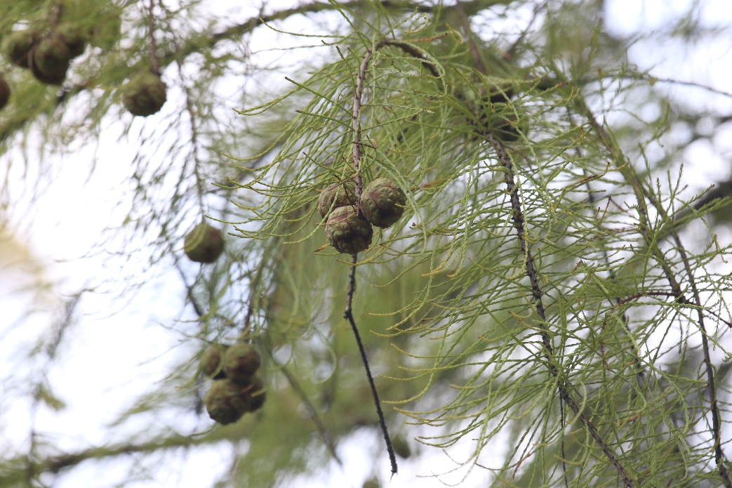 池杉(摄影:张莉俊)池杉(taxodium distichumvar