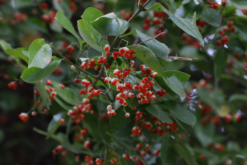 投我以木瓜,报之以……一起来找寻你喜爱的果实丨花花万物