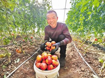 西紅柿大棚一年掙20萬元的奧秘