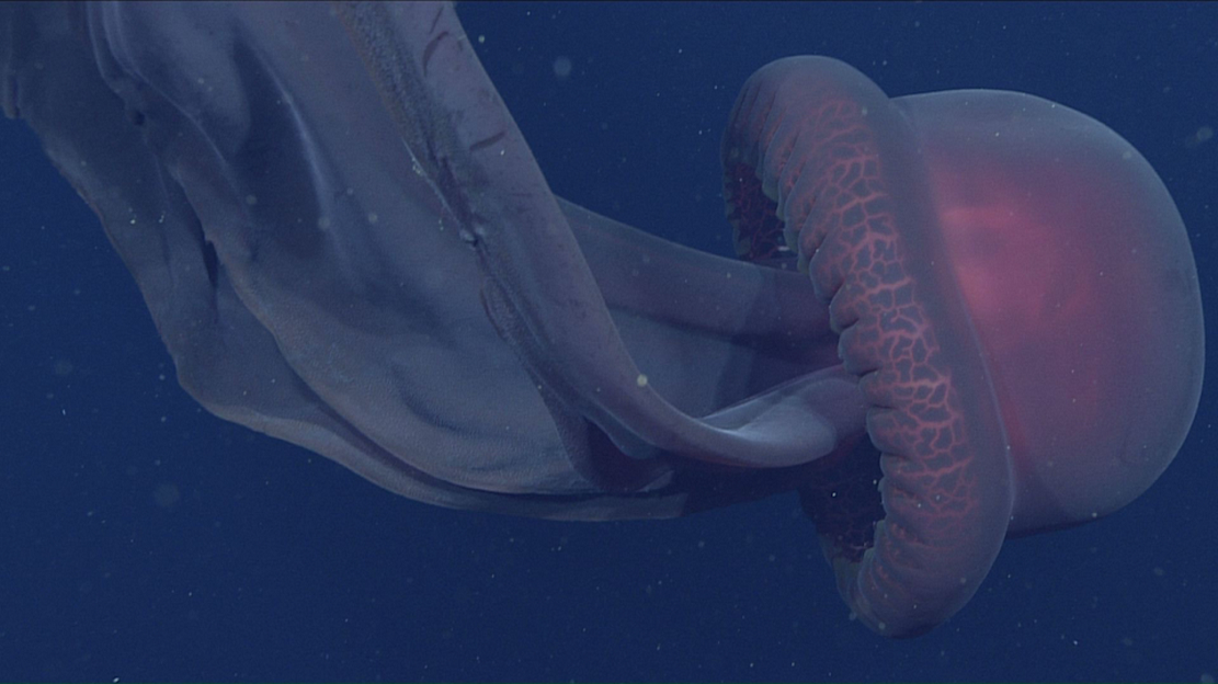 美科学家拍到拥有10米长口腕的巨型幻影水母