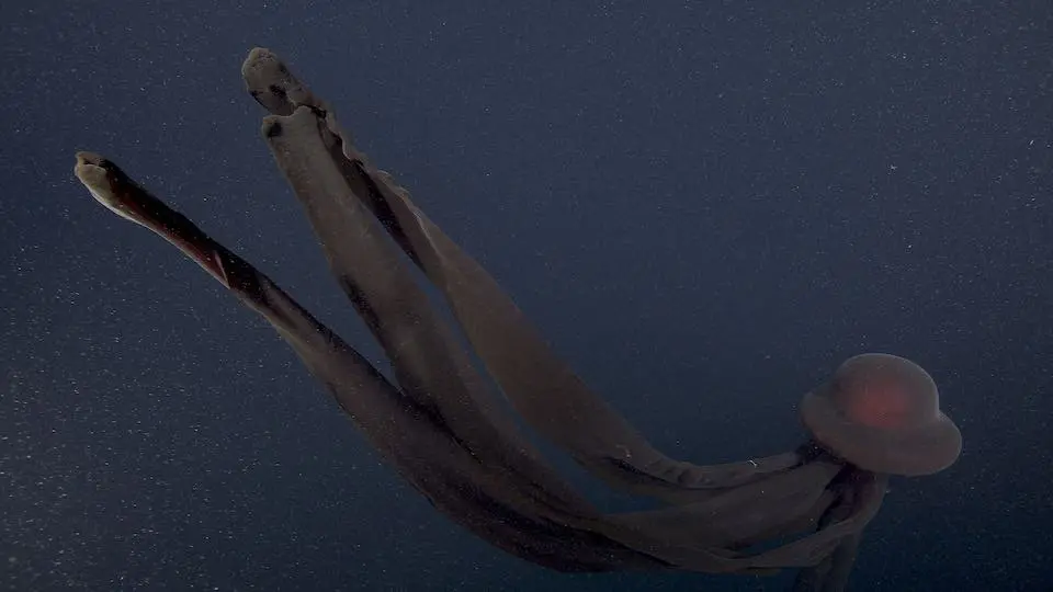 美科学家拍到拥有10米长口腕的巨型幻影水母-第2张图片-IT新视野