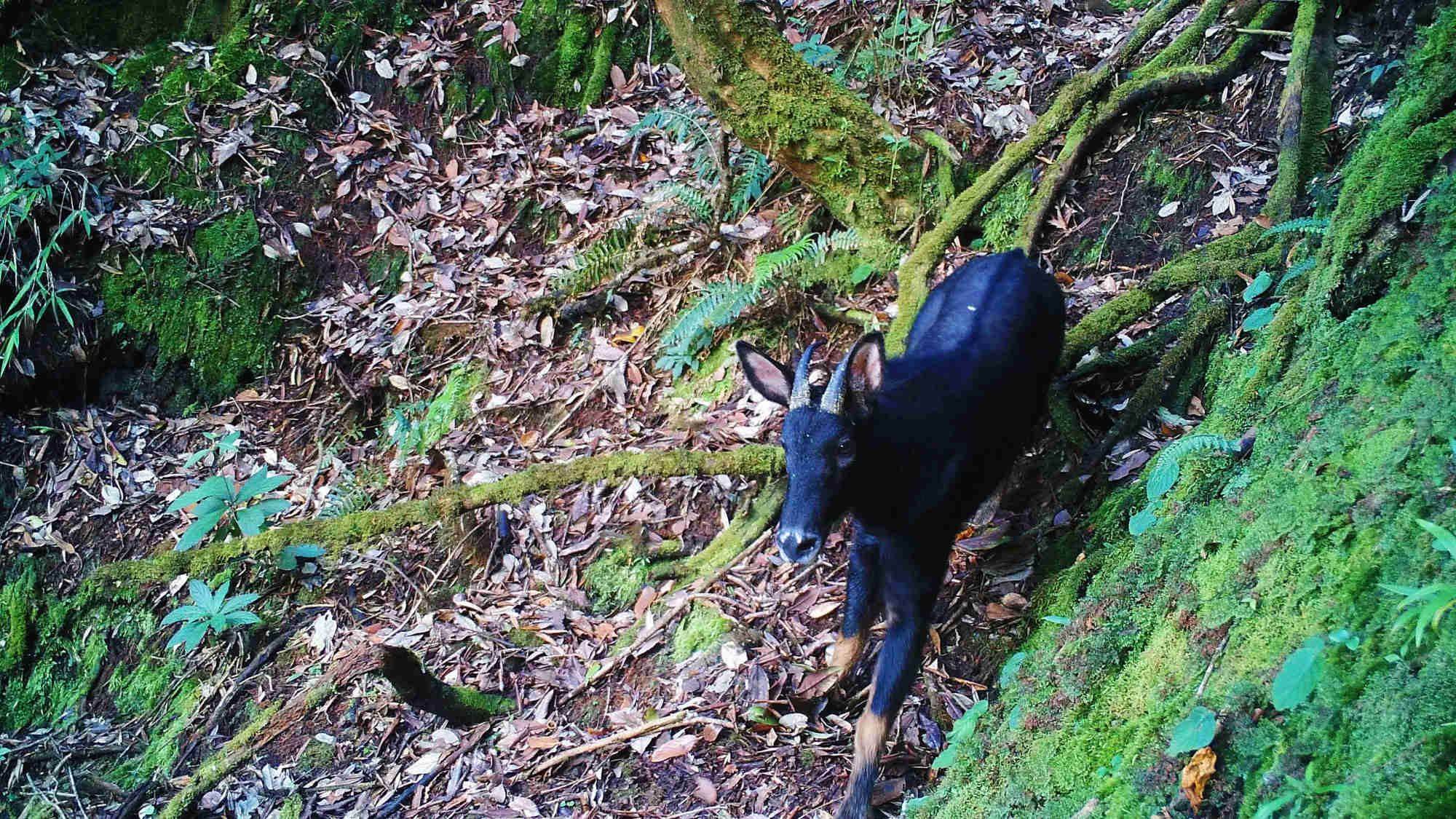 野生中华鬣羚再现龙陵，“四不像”究竟长啥样？