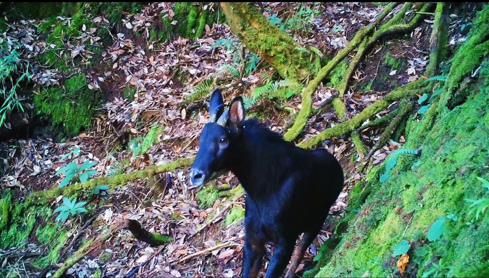 野生中华鬣羚再现龙陵，“四不像”究竟长啥样？