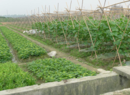 广州生物医药健康产业基地将再建一条道路，双向4车道