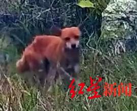 青龙湖湿地公园里“妲己”现身？是狗是狐，网友分不清楚 专家：看脸，应该是狗