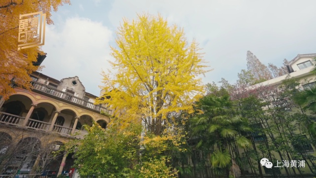 黄浦日记 · 色叶季｜这款“限定色”，是深秋送给初冬的礼物
