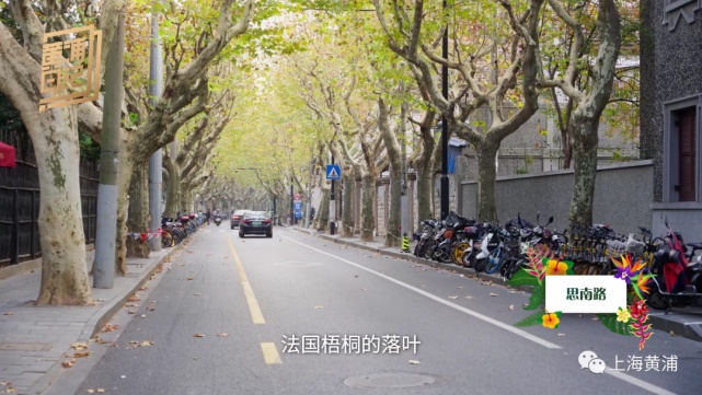 黄浦日记 · 色叶季｜这款“限定色”，是深秋送给初冬的礼物