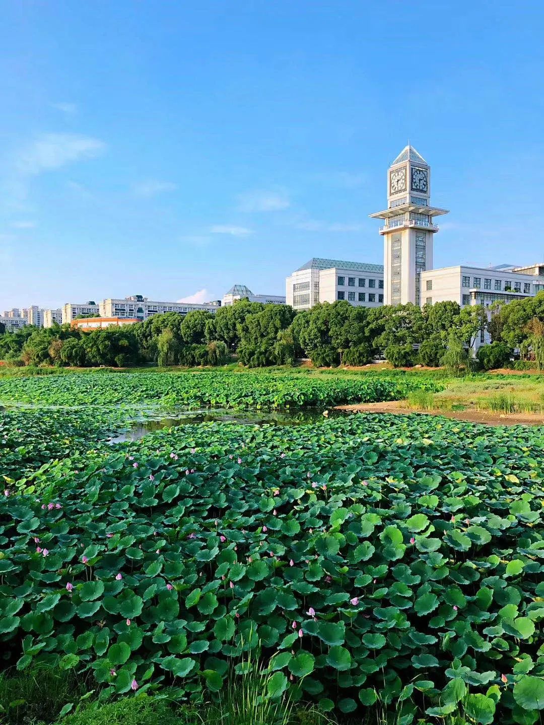 大学丨中南“考证”大学：政法和财经是“招牌”