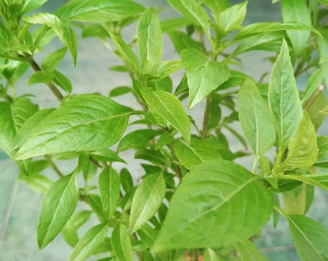 罗勒,九层塔,金不换是同一种东西?