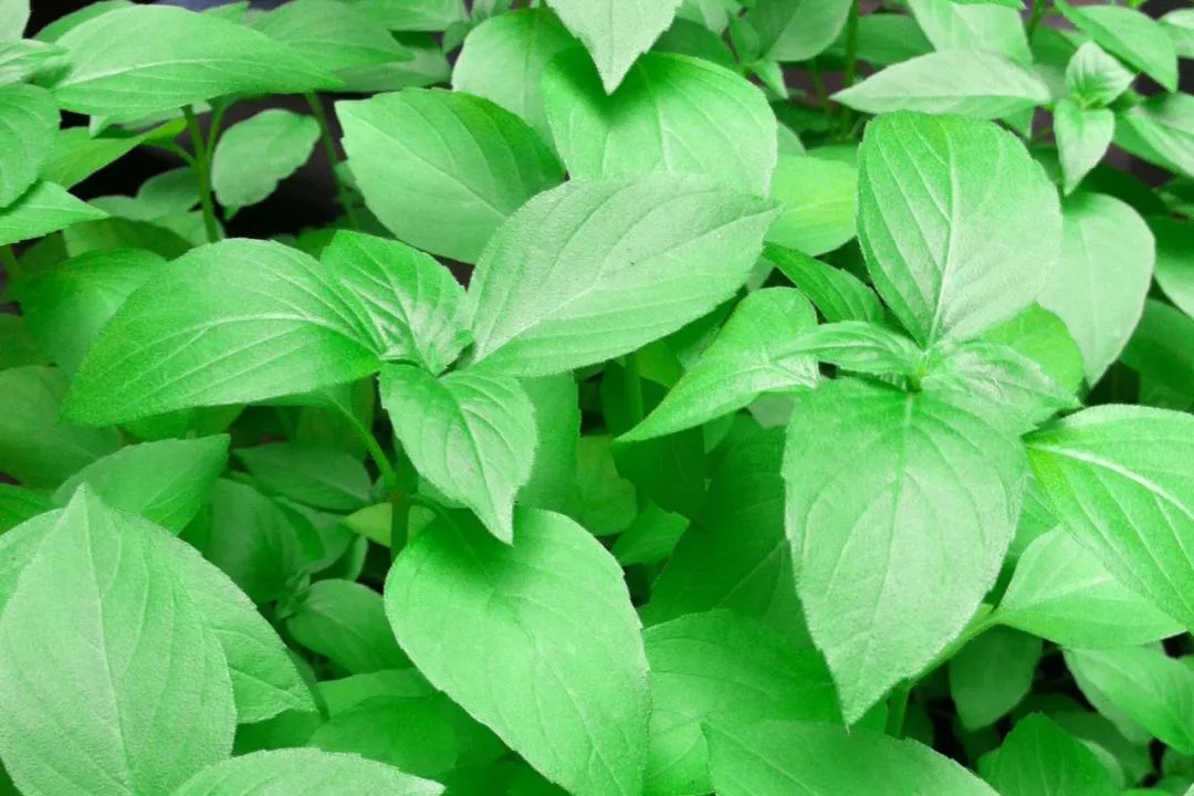 罗勒,九层塔,金不换是同一种东西?