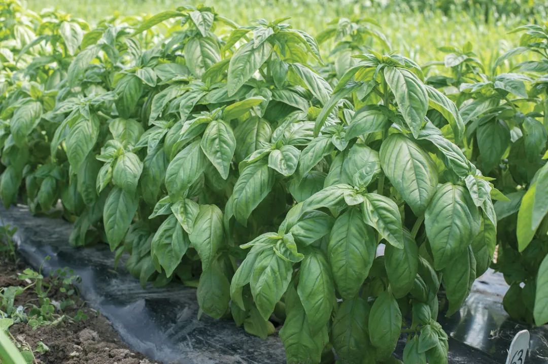 罗勒,九层塔,金不换是同一种东西?