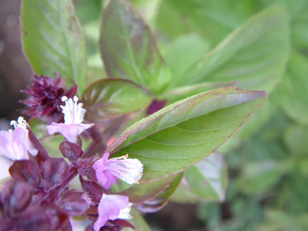 罗勒叶图片(紫罗勒叶图片)-我的快乐小窝