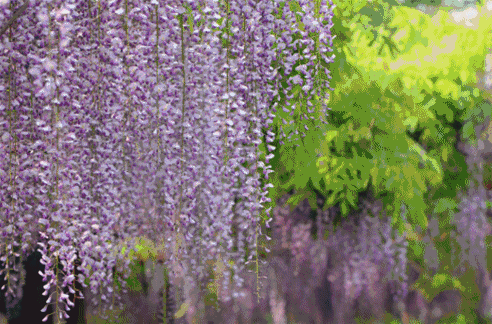 【喜报】新都区芳华桂城荣获“四川省中医药健康旅游示范基地”称号！