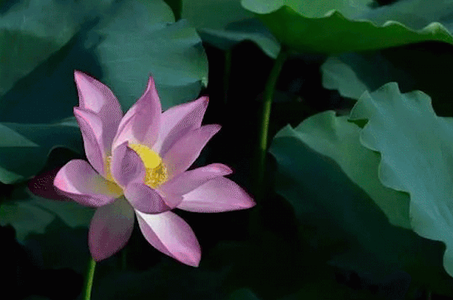 【喜报】新都区芳华桂城荣获“四川省中医药健康旅游示范基地”称号！