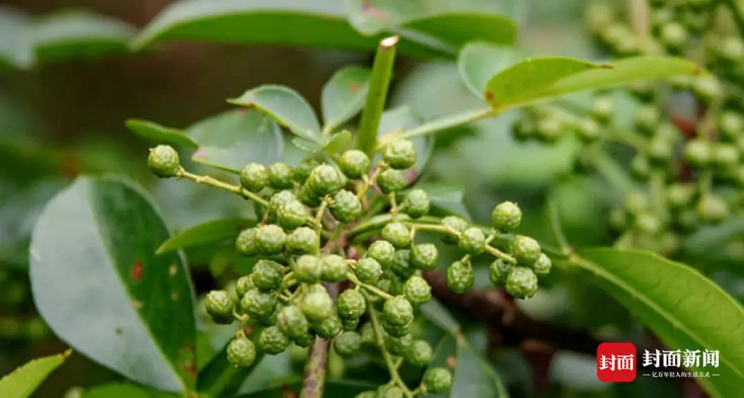 四川多家餐企因“青花椒”招牌被诉 国家知识产权局商标局：可就商标提出异议申请｜青花椒被告⑩