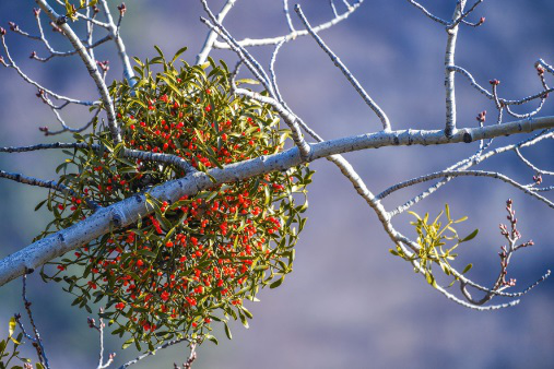 杨树上的槲寄生(槲寄生冬日里的美丽浪漫)