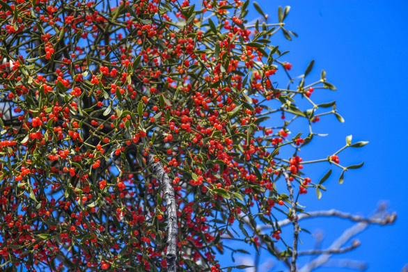 杨树上的槲寄生(槲寄生冬日里的美丽浪漫)