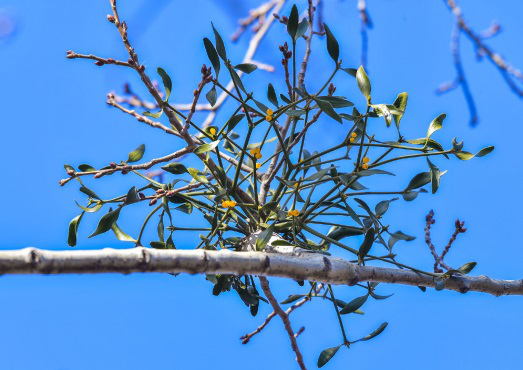 杨树上的槲寄生(槲寄生冬日里的美丽浪漫)