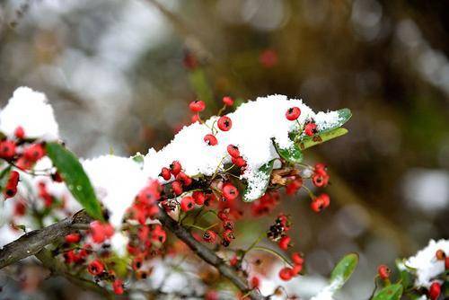 雪花的快乐