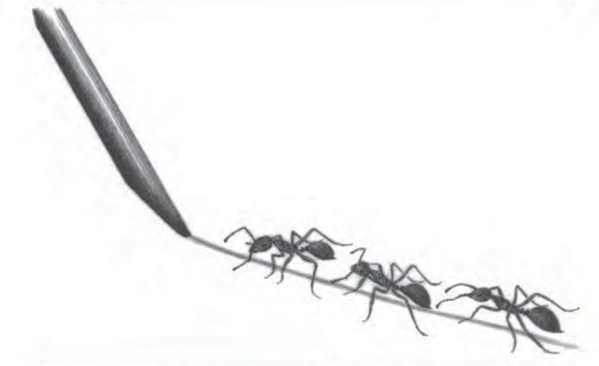 爱德华·威尔逊去世：20世纪“蚁人”是如何诞生的