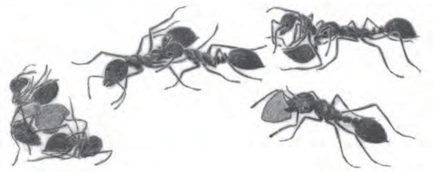 爱德华·威尔逊去世：20世纪“蚁人”是如何诞生的