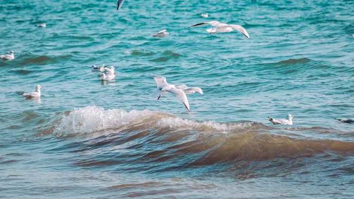 描写海鸥在大海上飞翔的优美句子