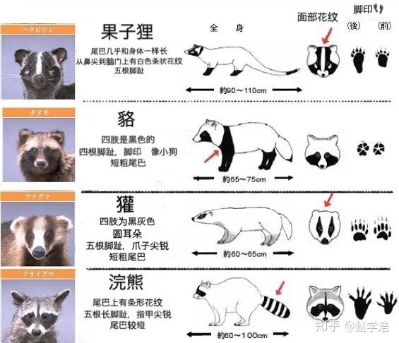 可以参考下面的对比图如果还是不够直观果子狸遭遇危险时还能释放出