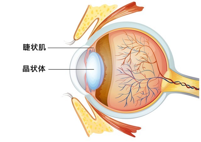 lcd屏和oled屏哪个对眼睛好，lcd屏和oled屏幕的区别