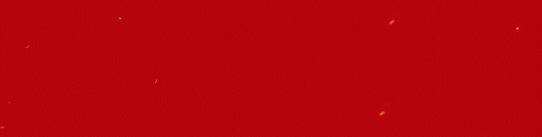 枞阳实验中学2017高考喜报（点赞）