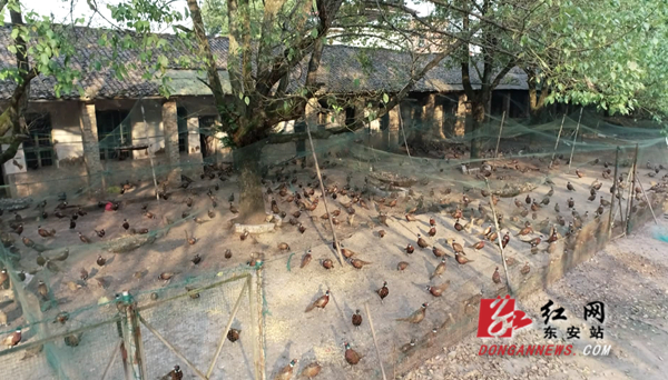 李文辉：养殖“七彩山鸡”闯富路