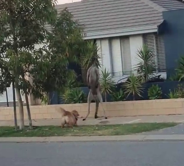 澳大利亚一只勇敢的宠物狗在街道上与高大的袋鼠对峙