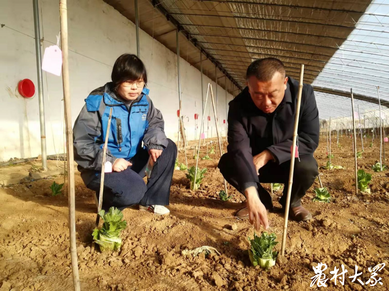 72歲農(nóng)民專(zhuān)家孫銘元：堅(jiān)守37年，育成推廣近百個(gè)大白菜品種