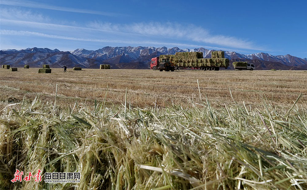 燕麥草成山丹馬場(chǎng)增收支柱