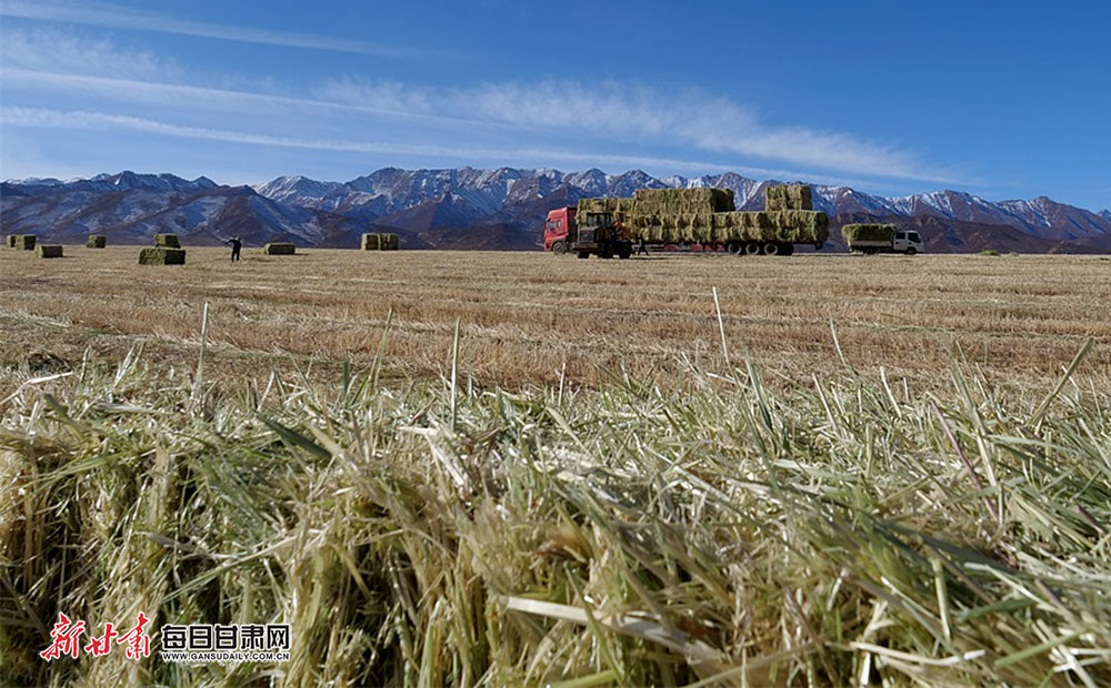 燕麦草成山丹马场增收支柱