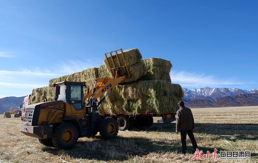 燕麦草成山丹马场增收支柱