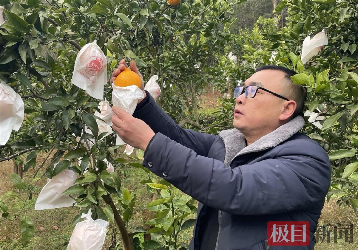 一棵樹產(chǎn)值500多元，五年發(fā)展2000多畝，丑柑成農(nóng)民“致富金疙瘩”